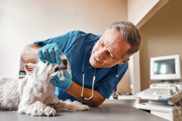 Best Emergency Root Canal Treatment in Shallowater, TX